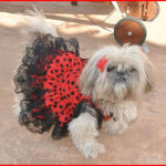 accesorios para mascotas con la bandera de españa